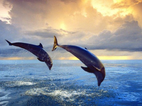 skákající delfíni