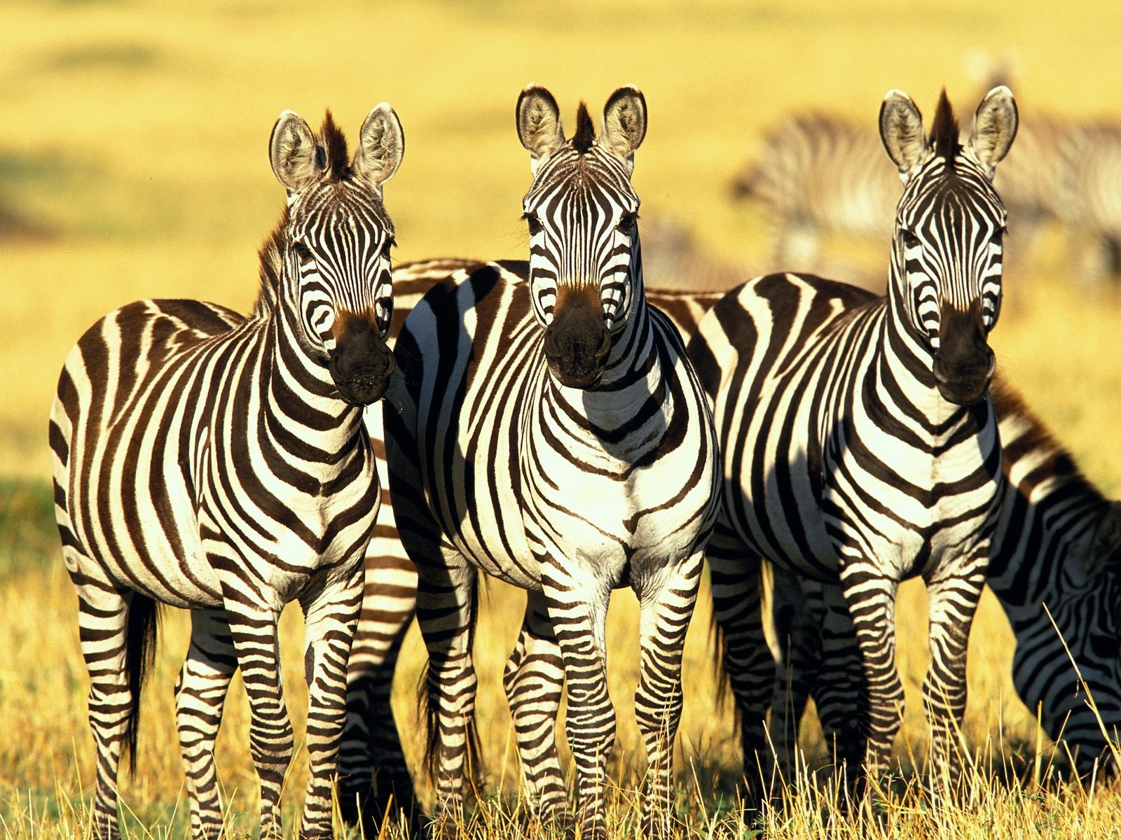 three-zebra