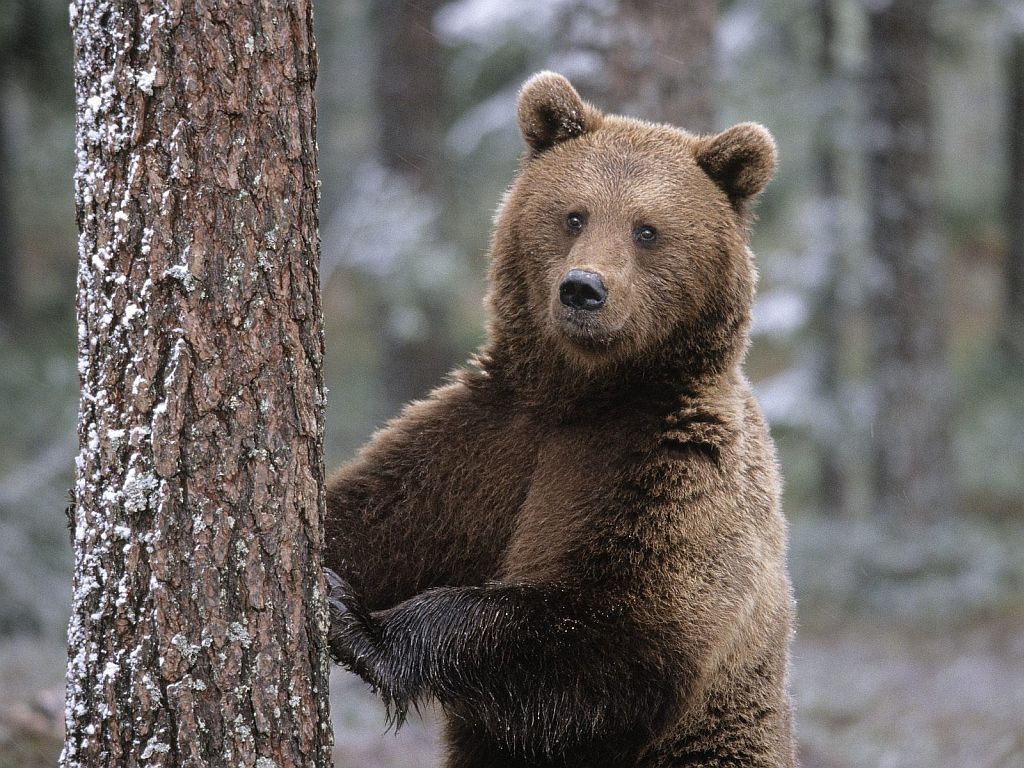 a_brown_bear_scratching_tree[1]