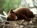 brown-bear-cub-on-the-tree[1]