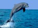 skákájící delfín