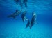 delfíni