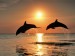 delfíni při západu slunce