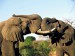 zamilovaní sloni