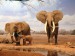 sloní rodinka