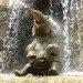 koupající se slon