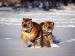 tygři ve sněhu