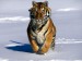 tygr ve sněhu