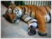 spící tygr