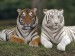 tygří přátelé