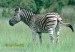 zebra-stepni