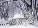 tygr v zimě