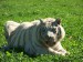 tygr na trávě